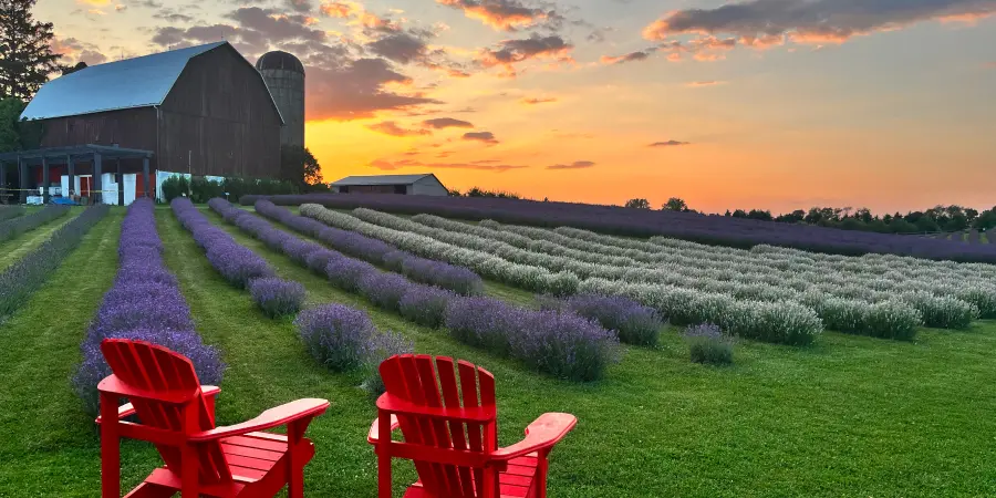 red Adirondack chair facing farm field