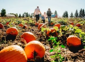 Family at pumpkin farm